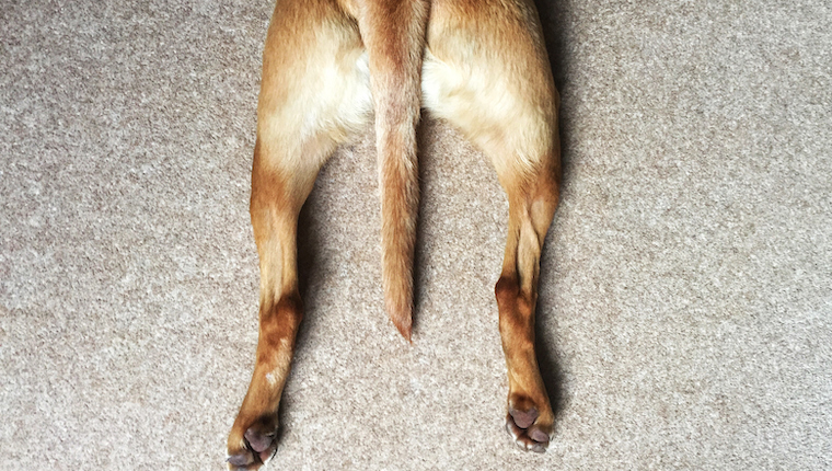 canine joint issues