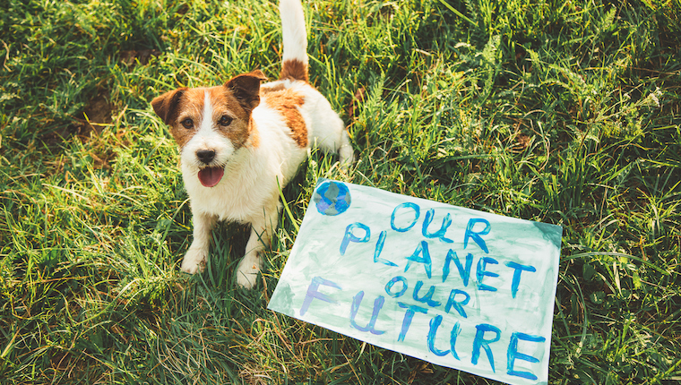 plant-based dog treats