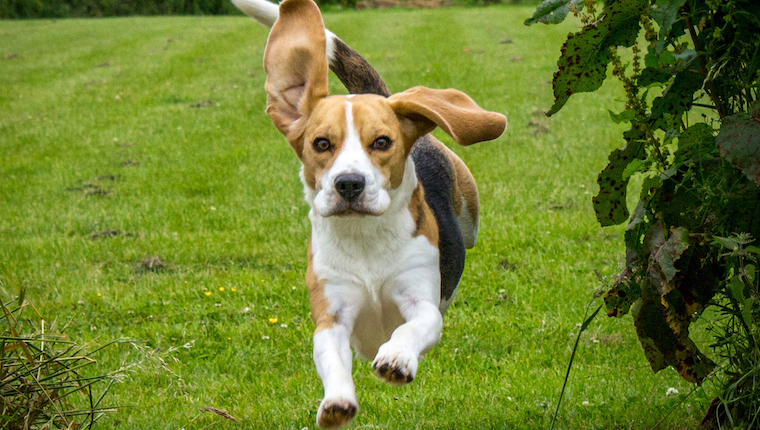 rescue beagle