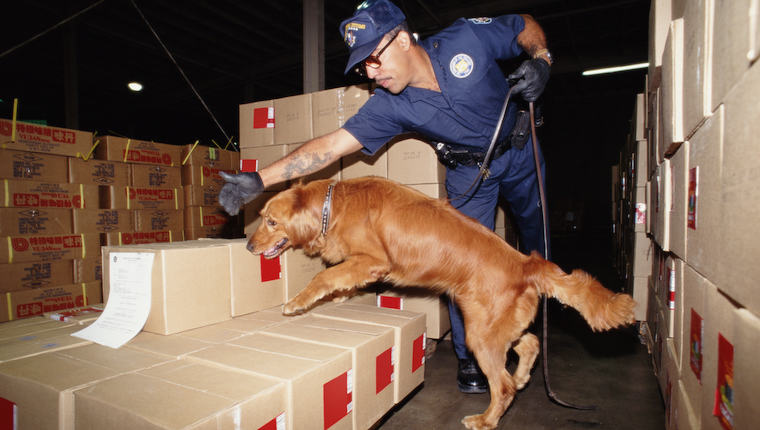 detection dogs