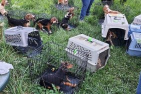 25 beagle mixes