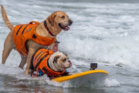 dog surfing championships