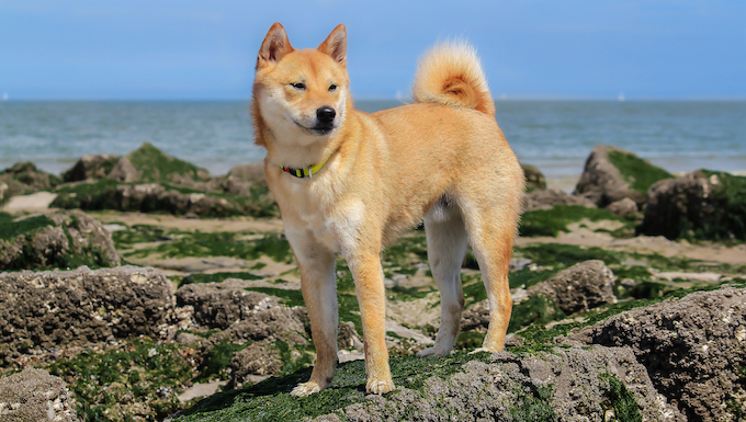 shiba inu