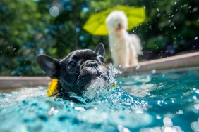 toronto swimming pools