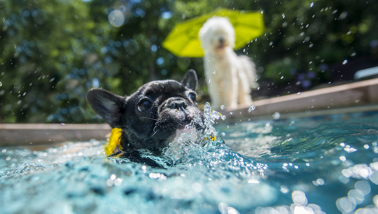 toronto swimming pools