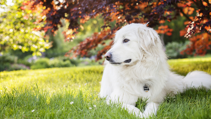 great pyrenees