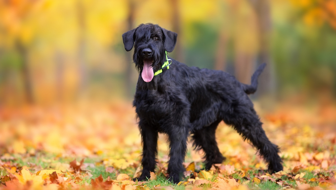 giant schnauzer