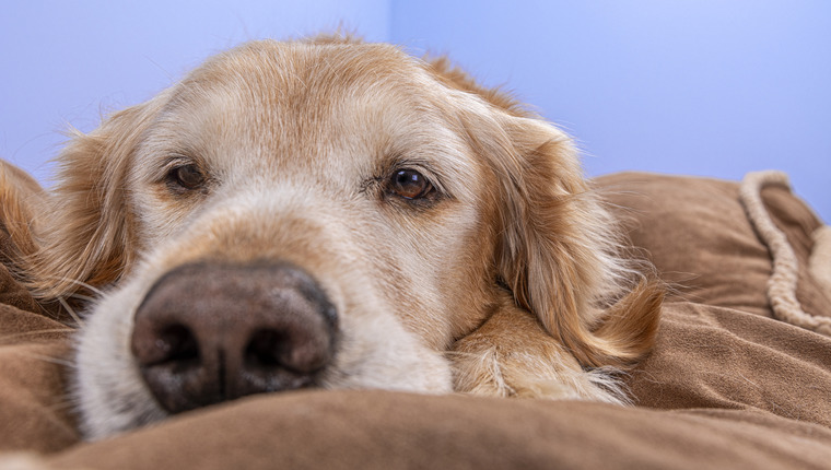 An older dog who may be more likely to suffer from dementia.