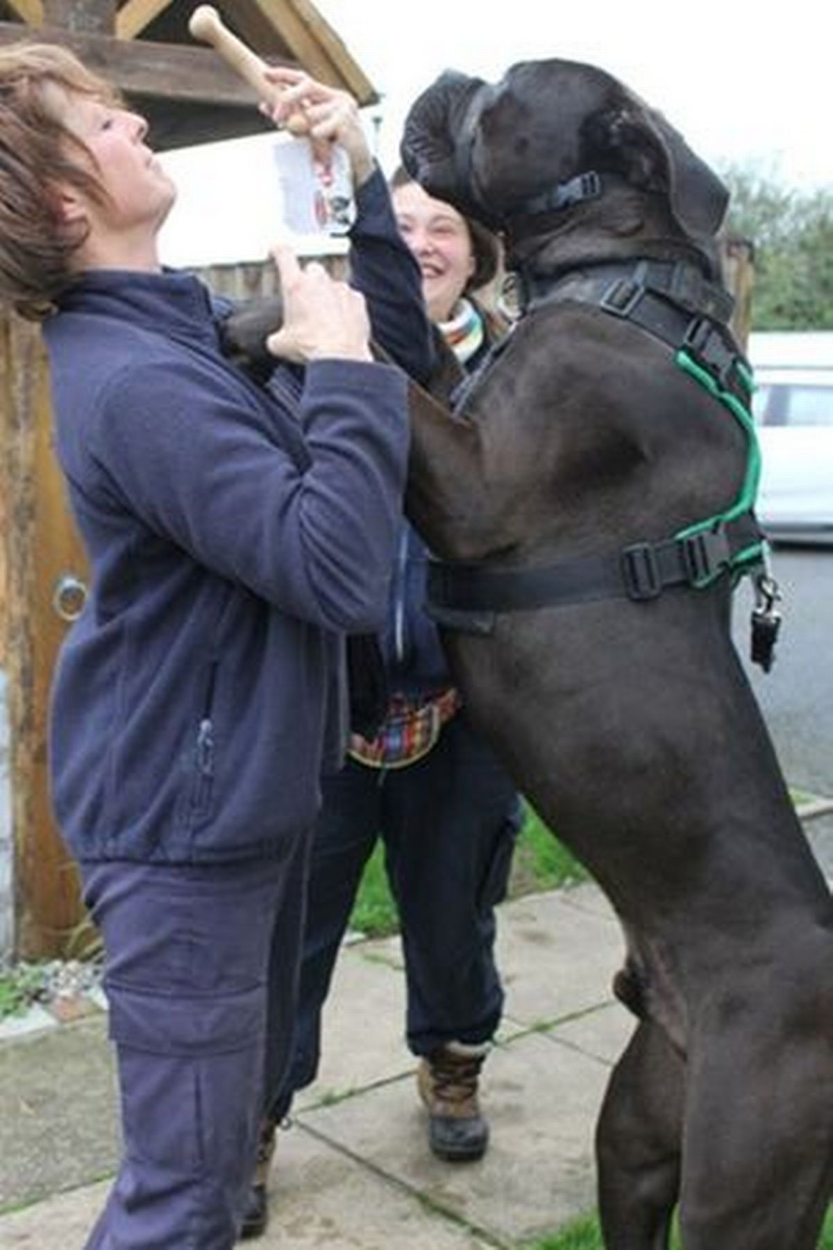 giant dog