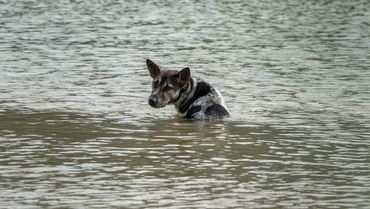 save your dog natural disaster