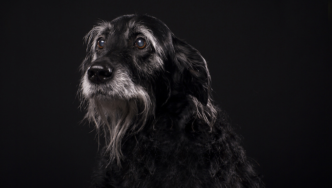 australian senior dogs