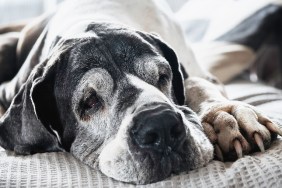 australian senior dogs