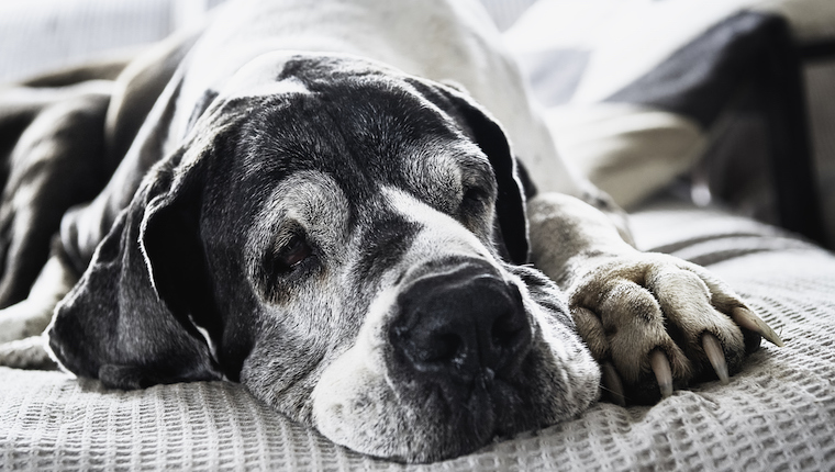 australian senior dogs