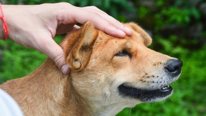 acupressure for dogs