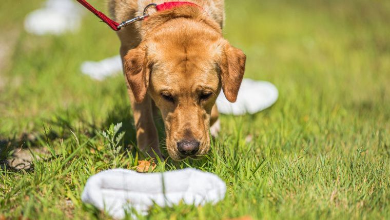 sniffer dogs