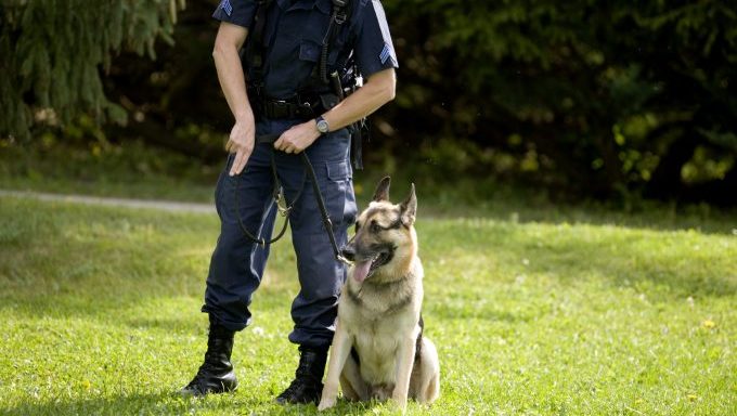 police dogs