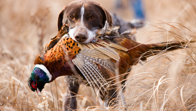 woman bird dog