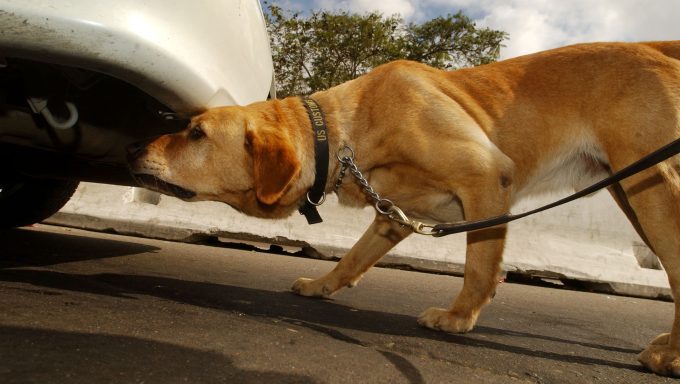 sniffer dogs 