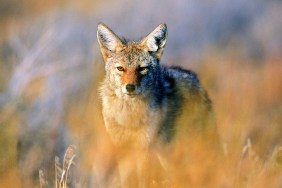 coyote