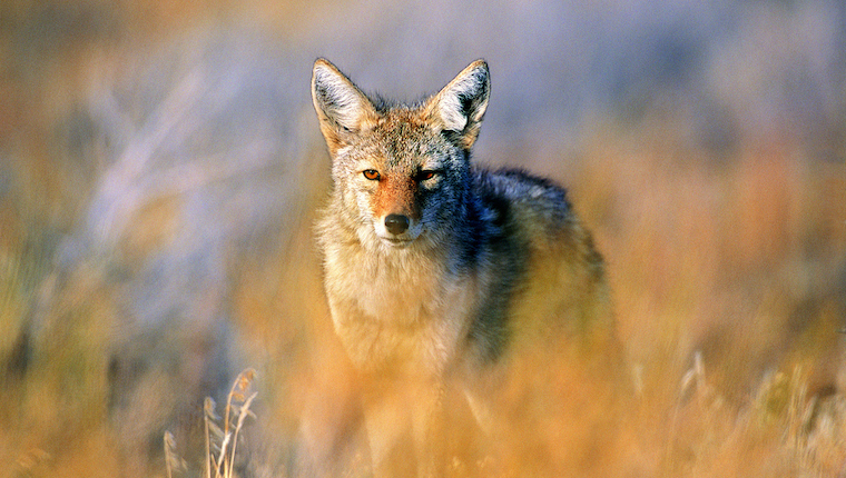 coyote