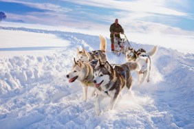 sled dog racing