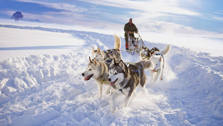 sled dog racing