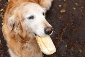 golden retriever thanksgiving food