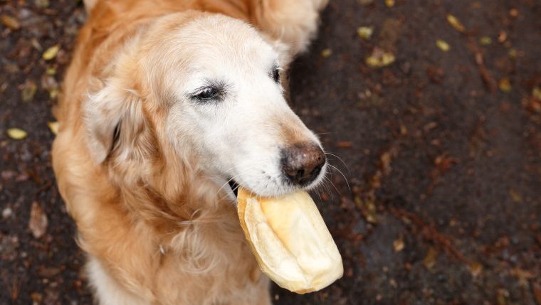 golden retriever thanksgiving food