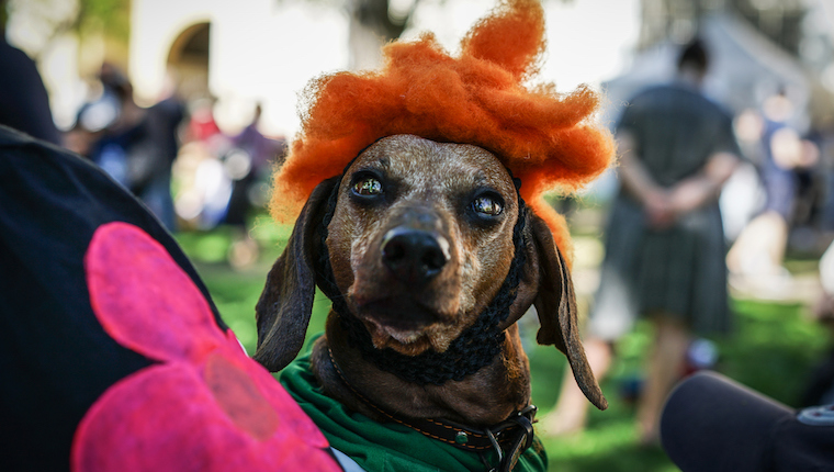 halloween dog parade