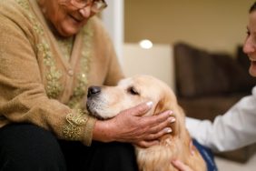 therapy dogs