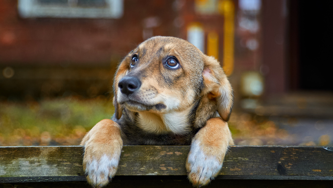 abandoned dog