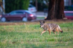 coyotes