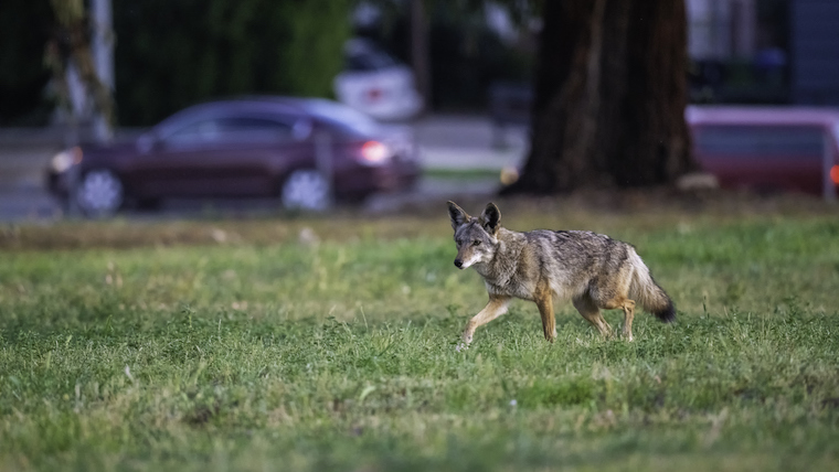 coyotes