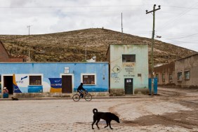 dogs bolivia