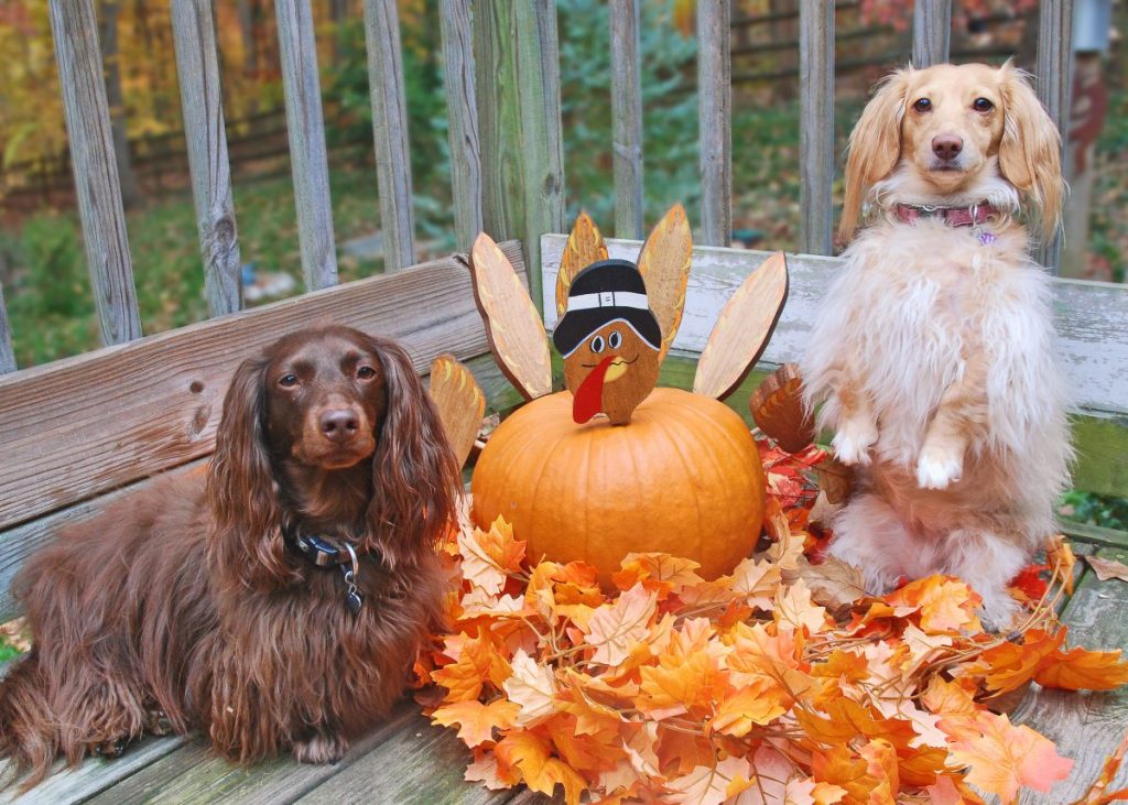 Dachshunds next to pumpkin decorated as a Thanksgiving turkey with fall leaves on a deck before eating Thanksgiving foods safe to share with them.