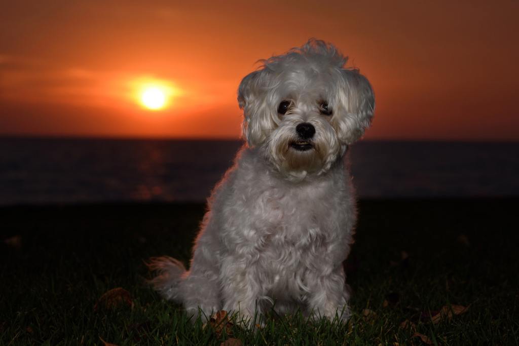 A Mauzer, a Maltese Schnauzer mix, in front of a sunrise.