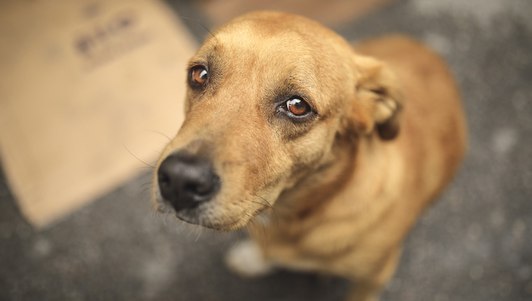 dog