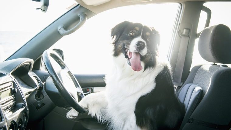 border collie