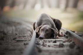 injured dog