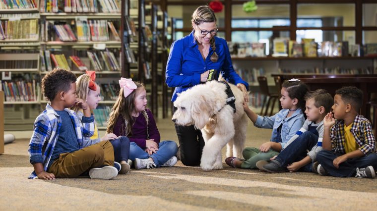 therapy dog