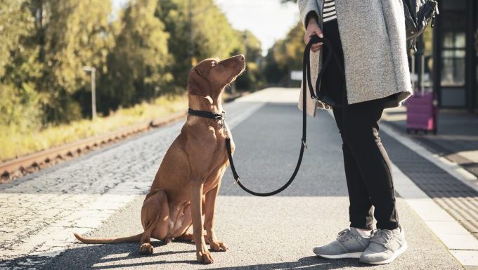 dog walker