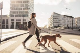 dog walker