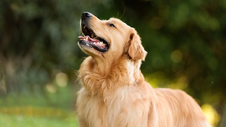 Golden Retriever French Bulldog