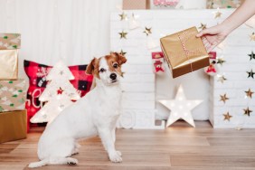 dog present