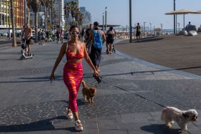 israeli dog