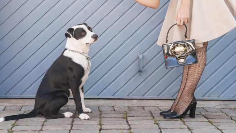 stray dog instagram influencer