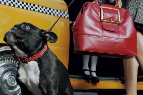 taxi dog