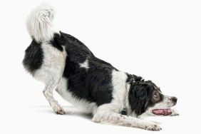 playing dog