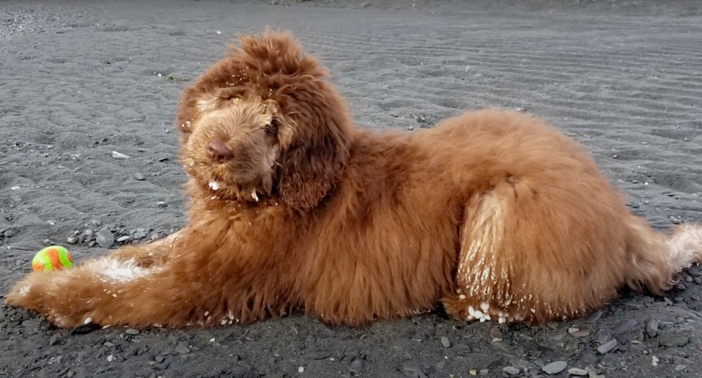 Ginger colored Newfypoo, also called the Newfiedoodle, with a ball.