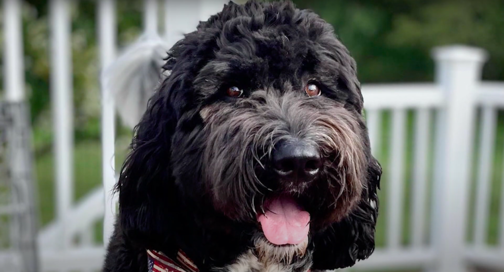 A black and white Newfypoo or Newfiedoodle dog smiling at the camera